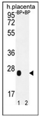 AP53031PU-N - Olfactory receptor 2J3
