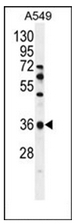 AP53035PU-N - Olfactory receptor 2M7