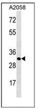 AP53037PU-N - Olfactory receptor 2T11