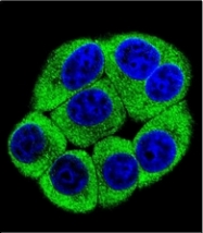AP53039PU-N - Olfactory receptor 2T3