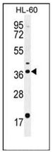 AP53043PU-N - Olfactory receptor 2W3