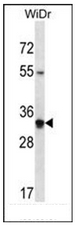 AP53044PU-N - Olfactory receptor 2W5