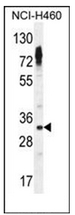 AP53045PU-N - Olfactory receptor 2Z1