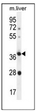 AP53046PU-N - Olfactory receptor 4A15