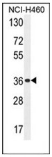 AP53047PU-N - Olfactory receptor 4A47