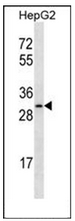 AP53048PU-N - Olfactory receptor 4C12