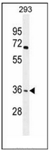 AP53052PU-N - Olfactory receptor 4F15