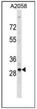 AP53053PU-N - Olfactory receptor 4F17
