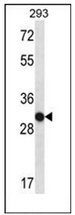 AP53058PU-N - Olfactory receptor 4K14