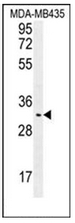 AP53060PU-N - Olfactory receptor 4K2