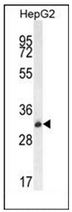 AP53061PU-N - Olfactory receptor 4K5