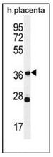 AP53062PU-N - Olfactory receptor 4L1