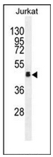 AP53065PU-N - Olfactory receptor 4N4