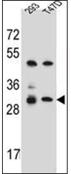 AP53066PU-N - Olfactory receptor 4P4