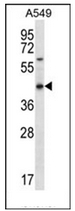 AP53074PU-N - Olfactory receptor 51S1