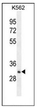 AP53075PU-N - Olfactory receptor 52A1