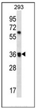AP53077PU-N - Olfactory receptor 52E2