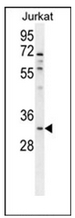 AP53086PU-N - Olfactory receptor 5B12