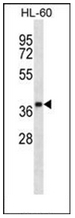 AP53089PU-N - Olfactory receptor 5F1