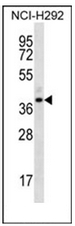 AP53092PU-N - Olfactory receptor 5I1