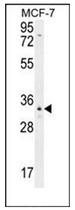 AP53096PU-N - Olfactory receptor 6C4