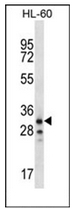 AP53097PU-N - Olfactory receptor 6K2
