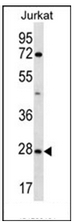 AP53099PU-N - Olfactory receptor 6T1