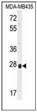 AP53106PU-N - Olfactory receptor 8B4
