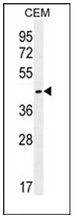 AP53109PU-N - Olfactory receptor 8H2