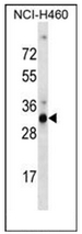 AP53112PU-N - Olfactory receptor 9G4