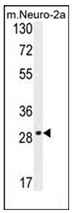 AP53114PU-N - Olfactory receptor 9Q1