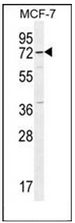AP53129PU-N - Otopetrin-3