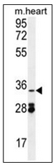 AP53140PU-N - OXNAD1