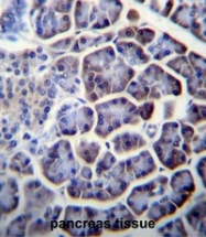 AP53186PU-N - Pyruvic carboxylase (PC)