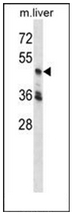 AP53224PU-N - CDK18 / PCTK3