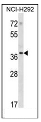 AP53245PU-N - PDLIM1