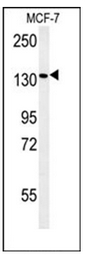 AP53258PU-N - Peroxin 1 / PEX1