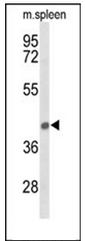 AP53259PU-N - Peroxin 12 / PEX12