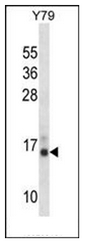 AP53264PU-N - Profilin 2 (PFN2)