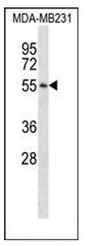 AP53266PU-N - Pepsin
