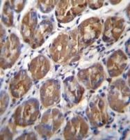AP53267PU-N - Pepsin