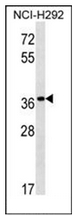 AP53268PU-N - Pepsin