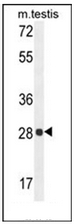 AP53269PU-N - PGAM2