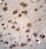 AP53277PU-N - PHAX / RNUXA