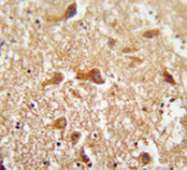 AP53302PU-N - PIGX