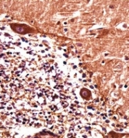 AP53313PU-N - PJA1 / RNF70