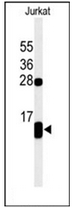 AP53332PU-N - Phospholamban