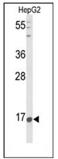 AP53369PU-N - Nociceptin