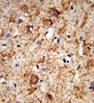 AP53369PU-N - Nociceptin