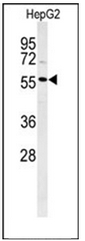 AP53380PU-N - DNA polymerase lambda